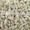 Chinese Sunflower seeds kernels for sale