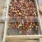 high quality 5kg gunny bag fresh chinese chestnut for Jordan