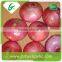 China cheap onion price