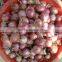 Red Onion Yellow Onion 7-9cm Wholesales Price