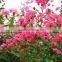 2016 New Lagerstroemia indica Seeds Crape Myrtle Seeds For Planting