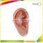 17cm Medical Biological Model Teaching Aids Ear Acupuncture