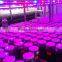 Grow Shop China Wholesaler Growing Led Light for Plant Growth,grow Light for Microgreens