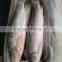 Rohu fish/ ruhu fish/ roho labeo/ Labeo rohita