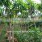 Mangifera indica outdoor fruit trees