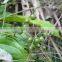Paederia foetida