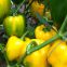 yellow pepper seeds sweet pepper greenhouse plant  pepper seeds no.18