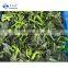 New Season Frozen Spinach Cut BRC Certificate IQF Spinach