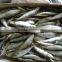 frozen sardine for tuna bait