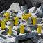 Atlas R25-38mm drill bit Cross-type bit