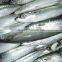 WR Frozen Pacific Mackerel