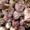 China Garlic Type and Common Cultivation Type fresh garlics