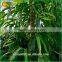 Home Decoration Artificia Bamboo Fake Bamboo Plastic Lucky Bamboo Decoration