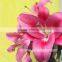 The Lowest Price Lilies Flower For Home Decorating With High Quality