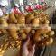 new product dried or fresh Chinese mature ginger with good price