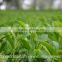 Viet Nam high mountain jin xuan Oolong tea
