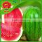 best watermelon for watermelon juice