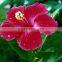 HIBISCUSE