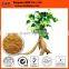 BNP Supply Best Natural Kudzu Root Extract
