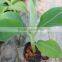 banana trees seedling