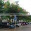outdoor ornamental landscape blooming plants of Delonix regia (Boj.) Raf