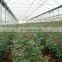 Clear Mesh UV Resistant Agricultural Greenhouse Tarpaulin