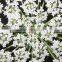 Newest most popular lace flower wedding card