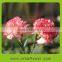 Reasonable price best selling fresh cut flower of pink carnation flower