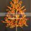 Led Maple tree yellow leaf