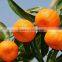 Fresh Orange