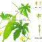 GMP Manufacturer Supply Bitter Melon Extract Charantin