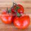 Indeterminate Growth Pink Tomato Early Maturity Tomato Seeds