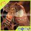Bulk Pure Fresh Royal Jelly Of Cooperate With Cold-Chain Transport System