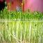 Lowest price barley bean sprout machine price with best service