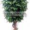 SJ2001022 Small potted foliage banyan tree landscaping decoraative garden tree