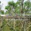 Cassia fistula outdoor flower plants