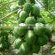 HIGH QUALITY FROZEN PAPAYA FOR SALE WITH GOOD PRICE MADE IN VIET NAM