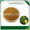 Wholesale Pure Natural Bulk Dried Leaf Herb Damiana Leaf Extract Powder