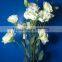Hot selling long stem fresh cut pink eustoma flowers grandiflorum flowers