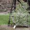 various new kinds pine tree branches for Christmas decoration