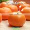 Fresh mandarin orange citrus fruit for Taiwan