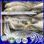 25cm+ CARAPAU Frozen Horse Mackerel