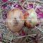 Gansu Fresh Onion