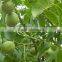 walnut tree seedling