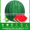 W11 Mihong medium maturity round seedless watermelon seeds, National approved variety, Highly recommend