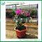 Natural Flowering Bougainvillea Bonsai