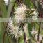 EUCALYPTUS GLOBULUS OIL 70%