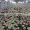 Industrial chicken shed/broiler farm/poultry house construction design