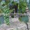 organic phosphorus nitrogen potassium fertilizer