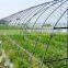 Hot dip galvanized steel pipes / Greenhouse steel pipe / hollow section steel pipe for construction on sale